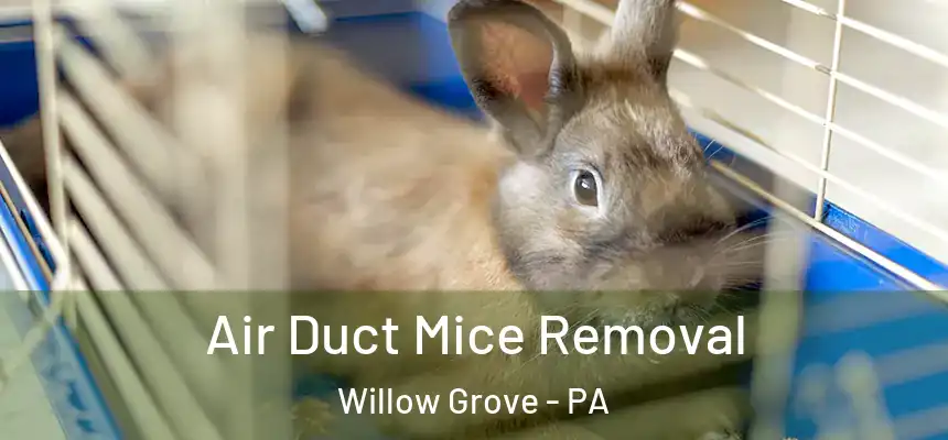  Air Duct Mice Removal Willow Grove - PA